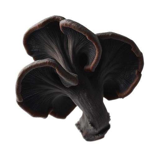 Black Fungus