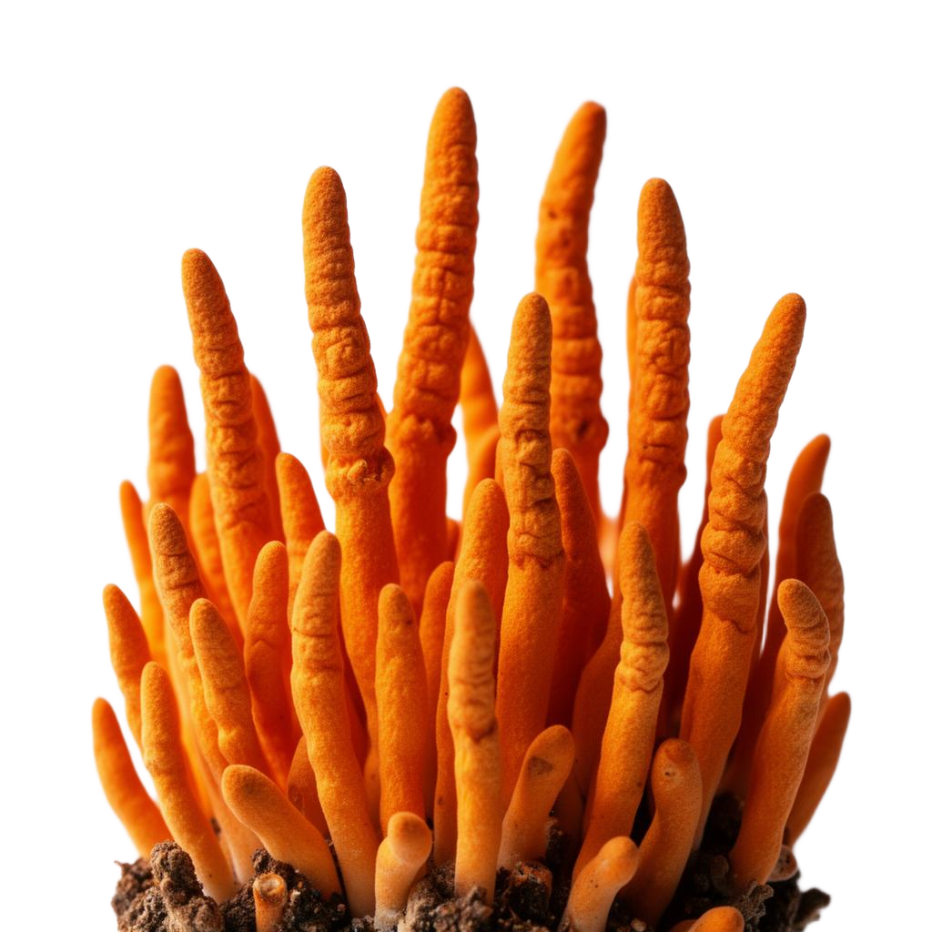 Cordyceps
