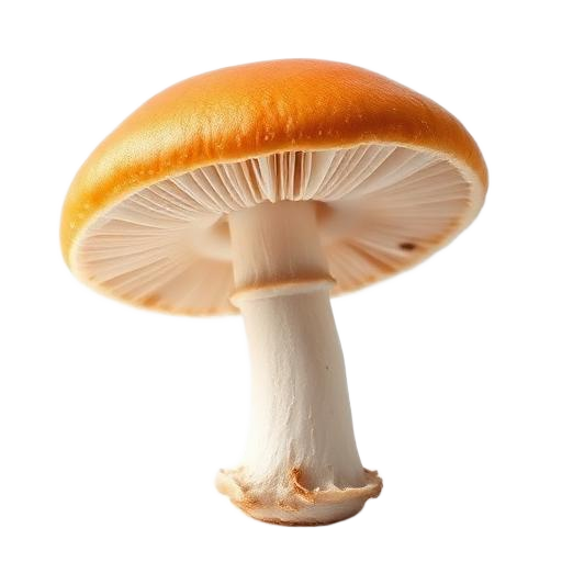 Royal Sun Agaricus